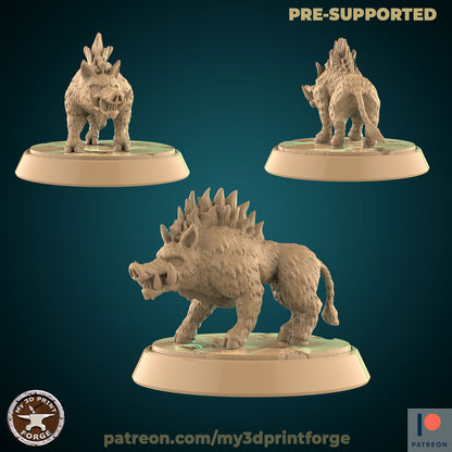 Boar